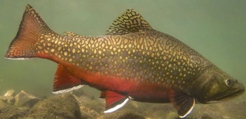 Salvelinus fontinalis