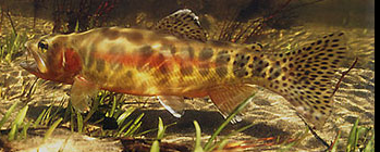 Oncorhynchus aguabonita