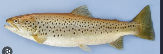 Oncorhynchus mykiss