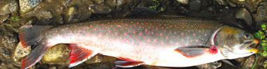 Oncorhynchus mykiss