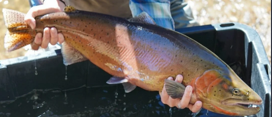 Oncorhynchus mykiss