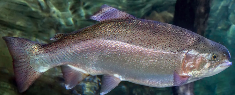 Oncorhynchus mykiss