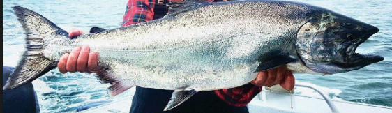 Oncorhynchus tshawytscha