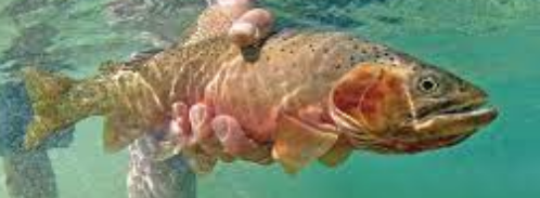 Oncorhynchus henshawi henshawi