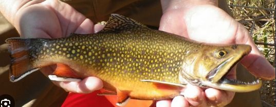 Oncorhynchus mykiss