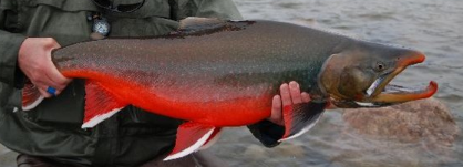 Oncorhynchus mykiss