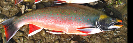 Oncorhynchus mykiss