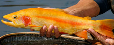 Oncorhynchus mykiss