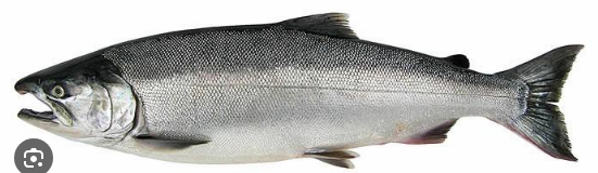 Oncorhynchus kisutch
